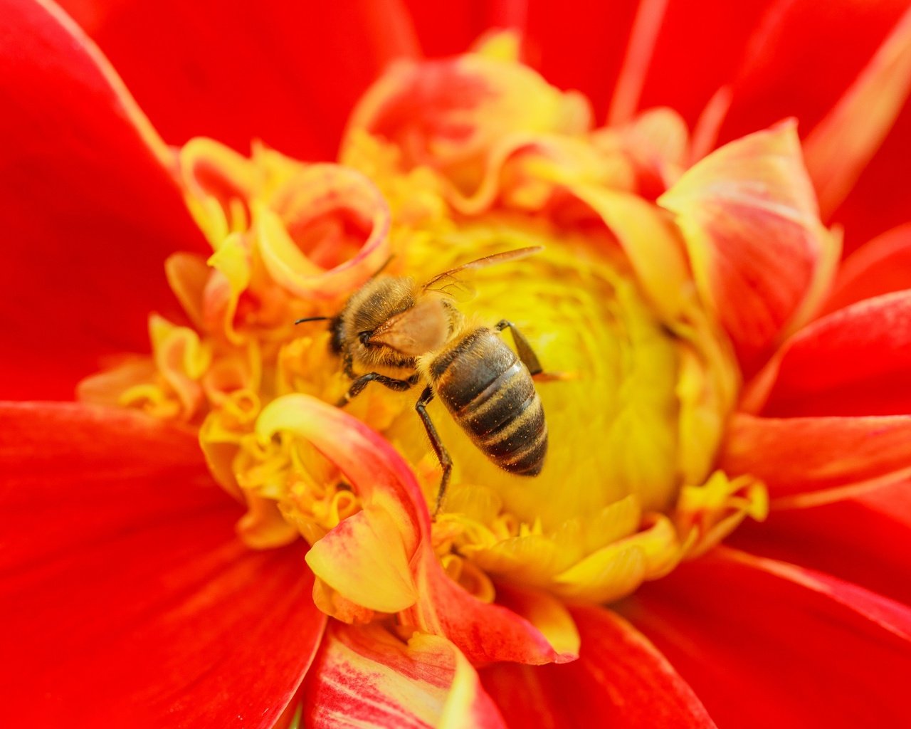 Обои насекомое, цветок, пчела, insect, flower, bee разрешение 3072x2048 Загрузить