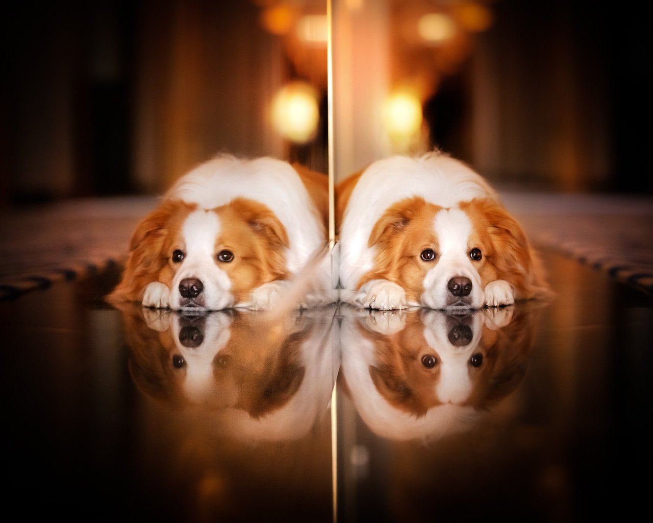 Обои отражение, взгляд, собака, reflection, look, dog разрешение 2048x1365 Загрузить