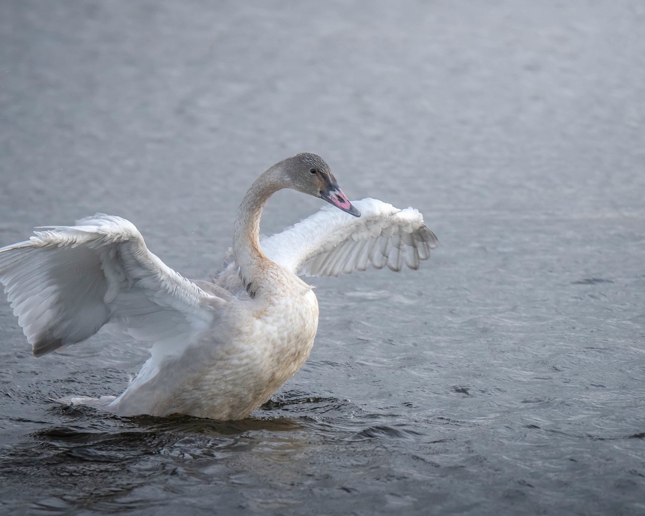 Обои озеро, птица, лебедь, lake, bird, swan разрешение 3840x2160 Загрузить