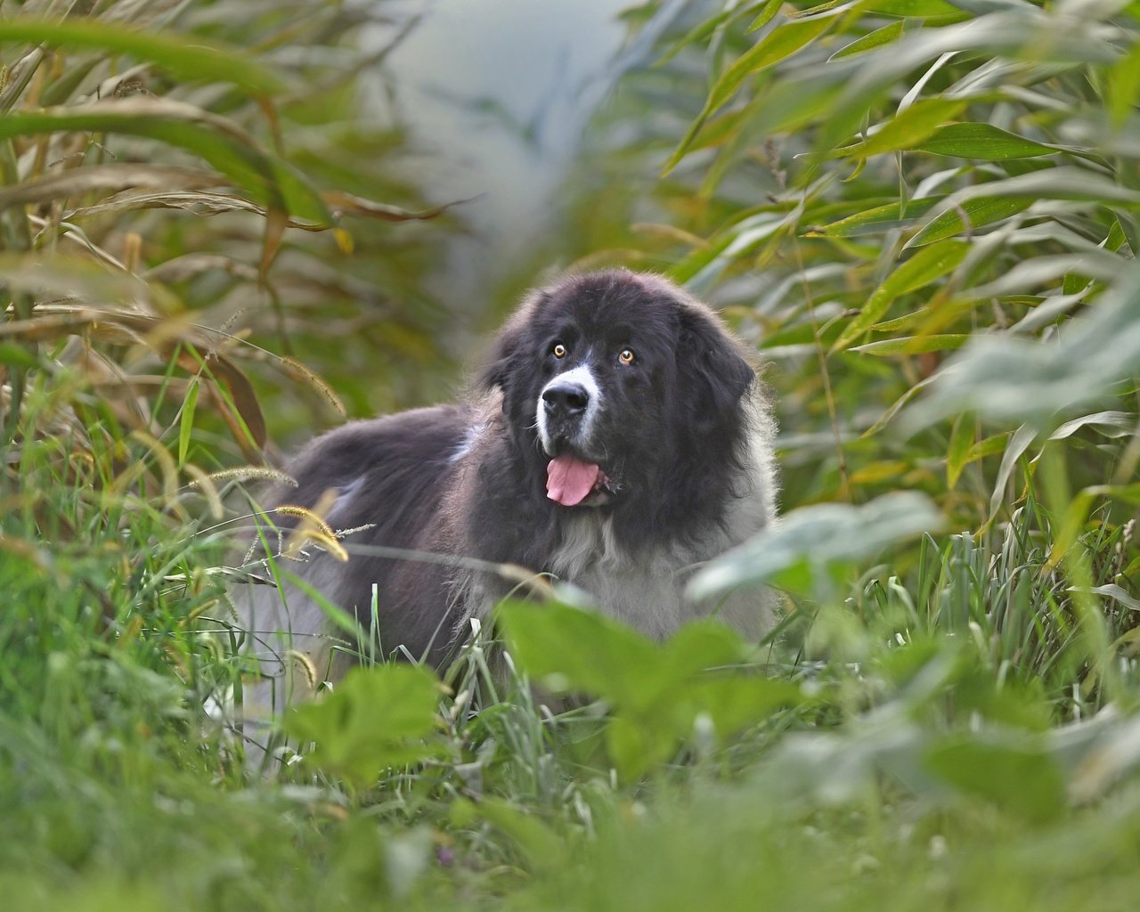 Обои поле, собака, кукуруза, ландсир, field, dog, corn разрешение 3600x2519 Загрузить