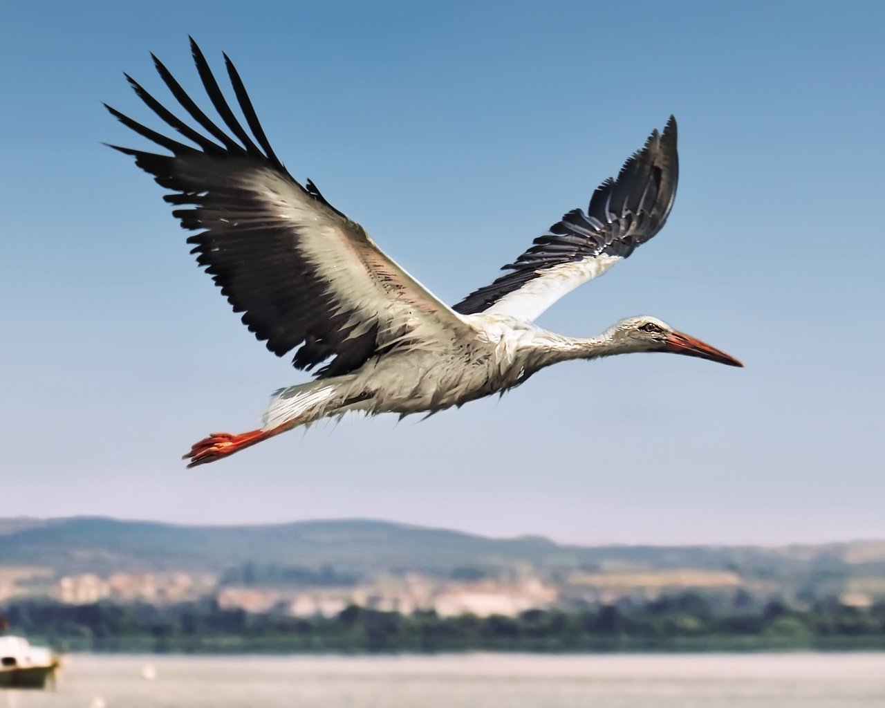 Обои полет, птица, аист, flight, bird, stork разрешение 3444x2260 Загрузить