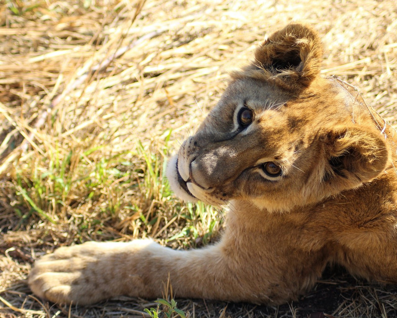 Обои поза, взгляд, лежит, львёнок, боке, pose, look, lies, lion, bokeh разрешение 3840x2560 Загрузить