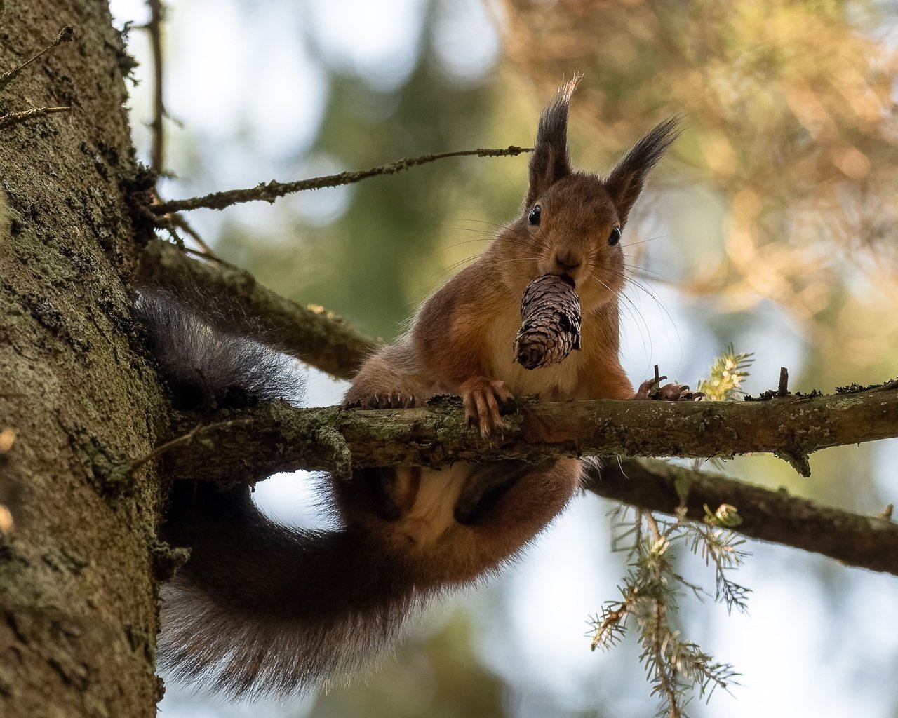 Обои природа, дерево, ветки, шишка, белка, зверек, грызун, nature, tree, branches, bump, protein, animal, rodent разрешение 2047x1365 Загрузить