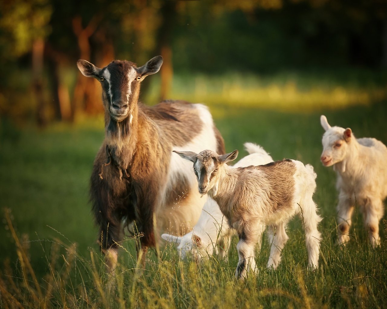 Обои природа, лето, козы, nature, summer, goats разрешение 2048x1366 Загрузить