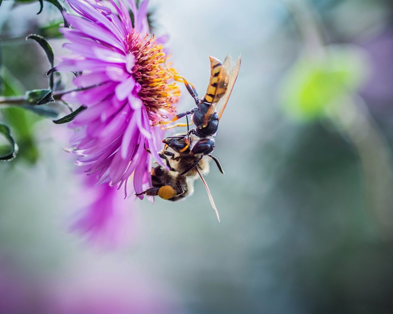 Обои природа, макро, цветок, насекомые, парочка, пчелы, nature, macro, flower, insects, a couple, bees разрешение 3600x2400 Загрузить