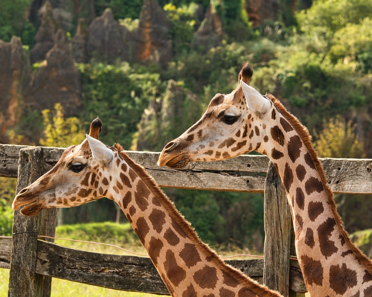 Обои природа, пара, жираф, жирафы, nature, pair, giraffe, giraffes разрешение 5568x3712 Загрузить