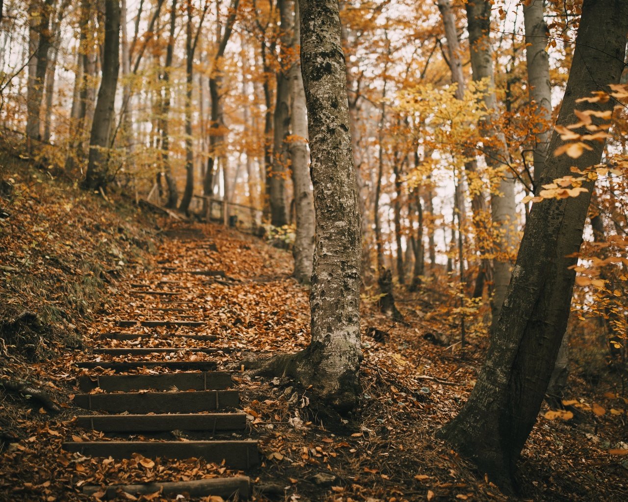 Обои природа, парк, осень, nature, park, autumn разрешение 3840x2160 Загрузить