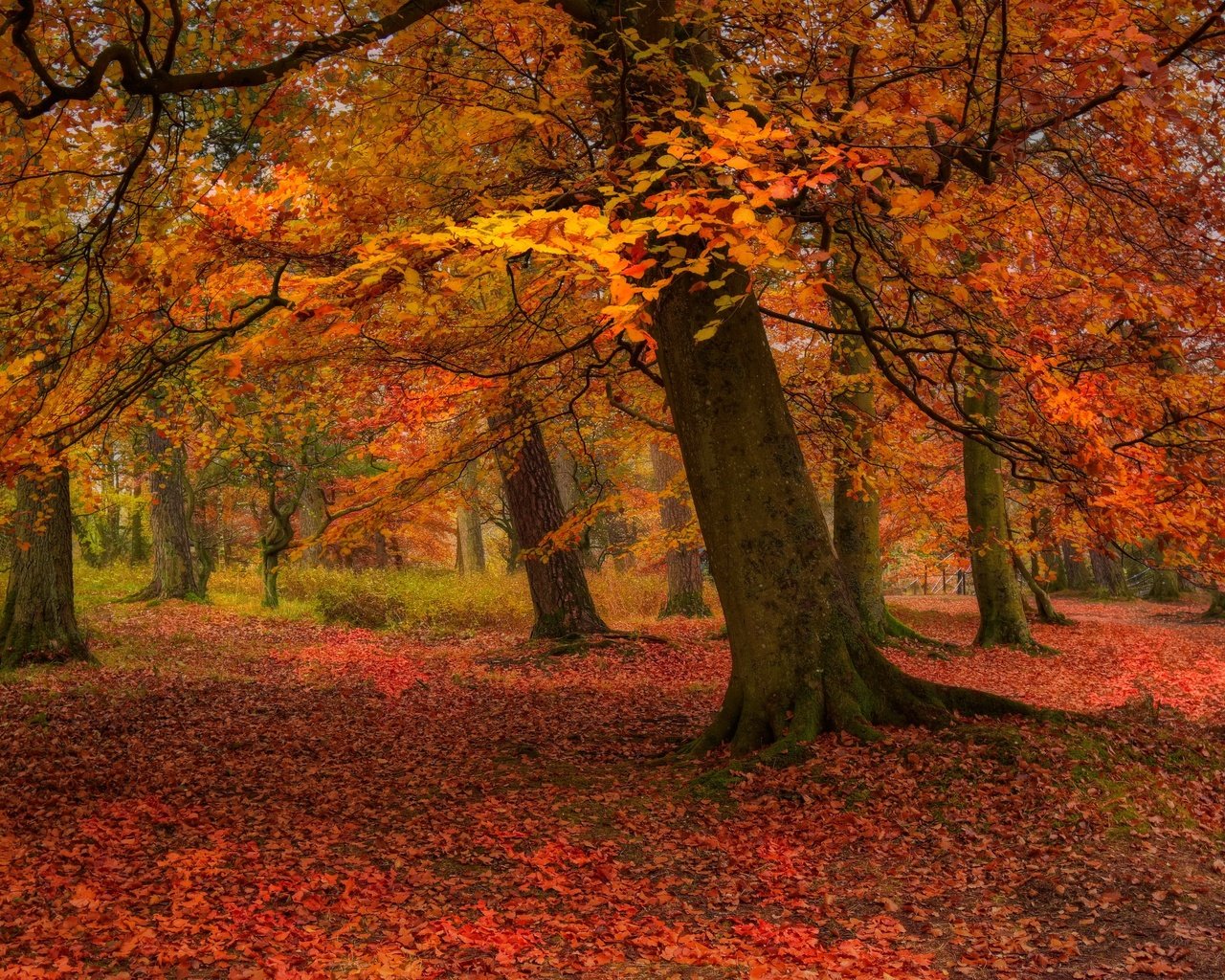 Обои деревья, природа, листья, парк, осень, листопад, trees, nature, leaves, park, autumn, falling leaves разрешение 3840x2160 Загрузить