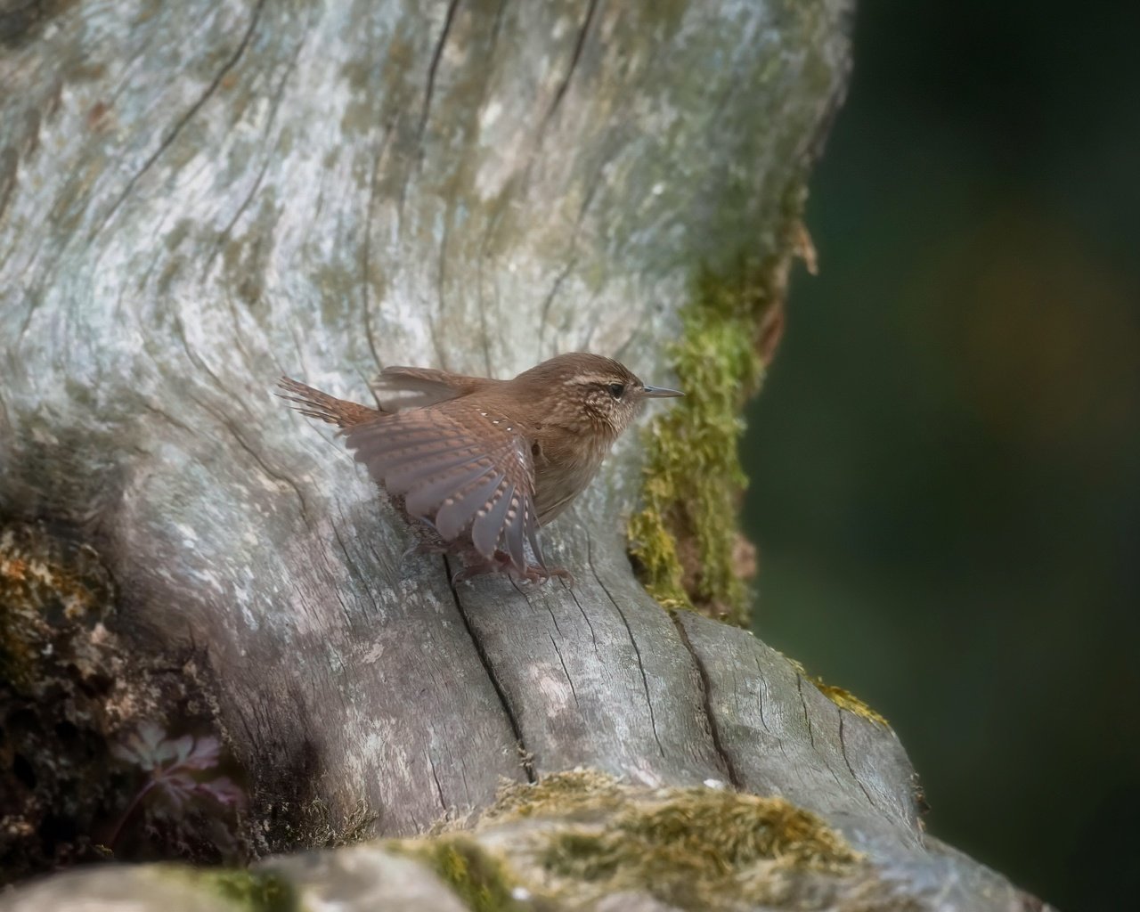 Обои природа, птица, крапивник, nature, bird, wren разрешение 3192x2124 Загрузить