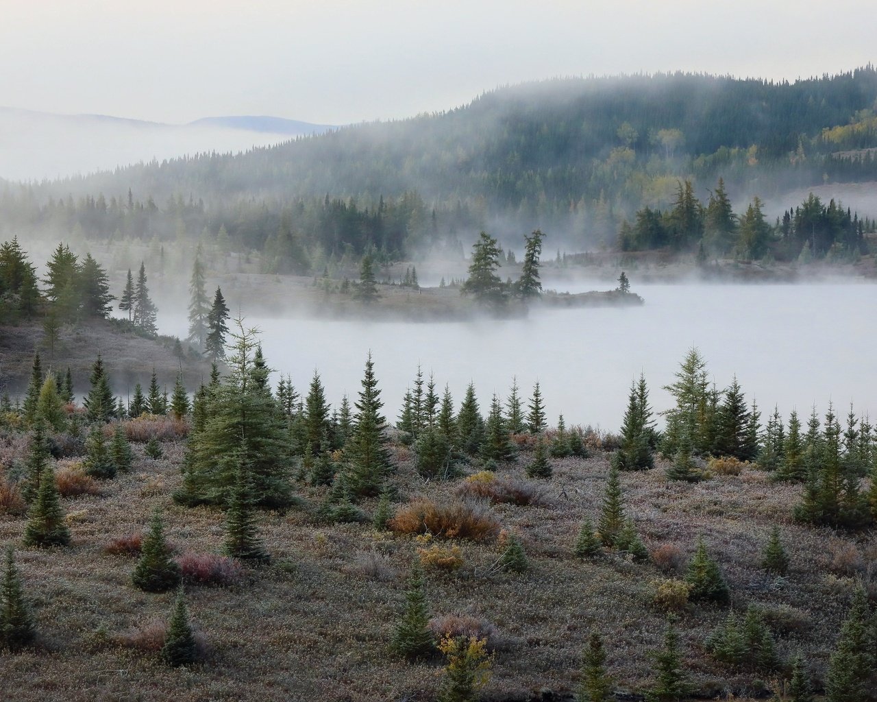 Обои природа, лес, туман, осень, елки, nature, forest, fog, autumn, tree разрешение 3072x2048 Загрузить