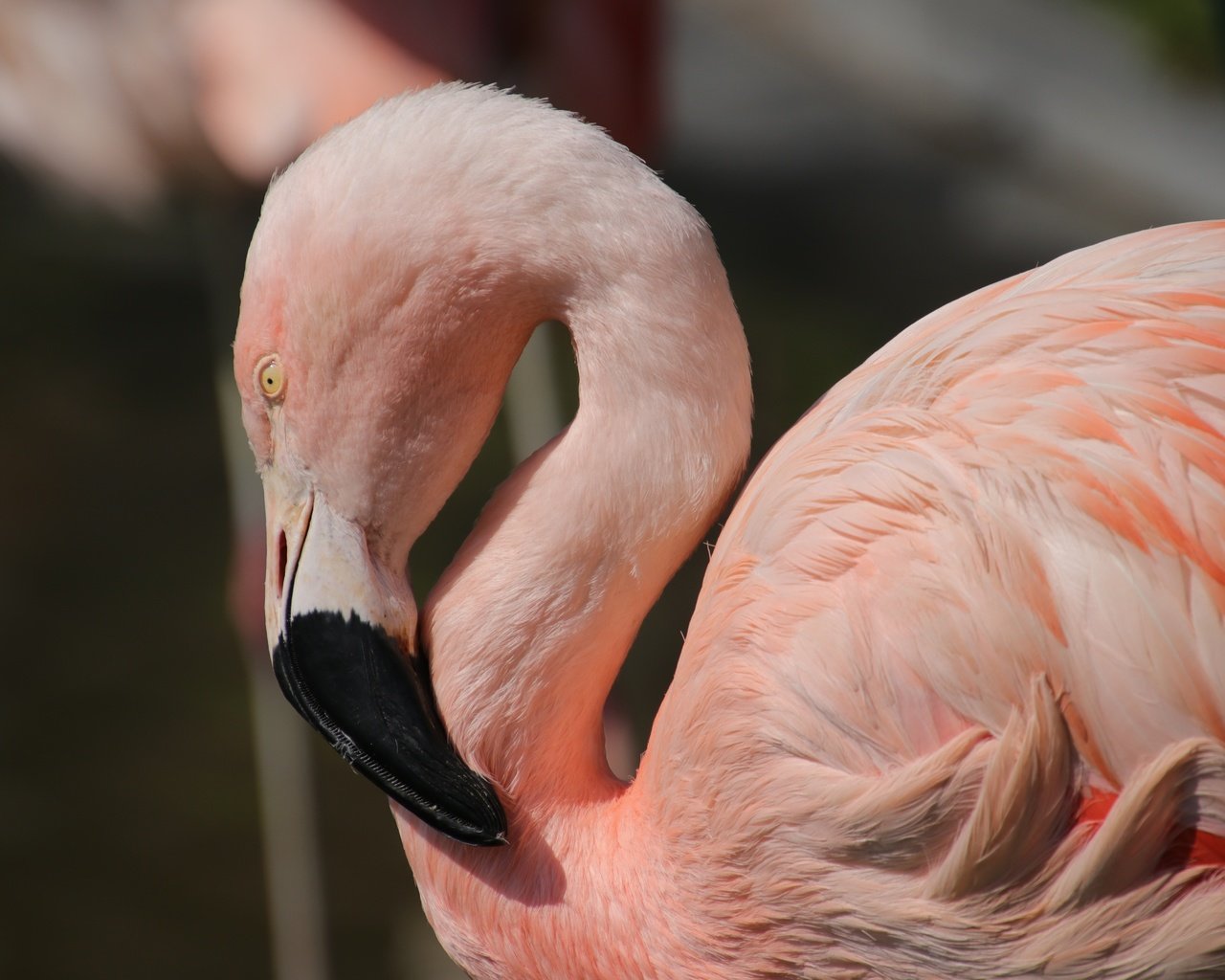 Обои птицы, клюв, перья, розовый фламинго, birds, beak, feathers, pink flamingos разрешение 6000x4000 Загрузить