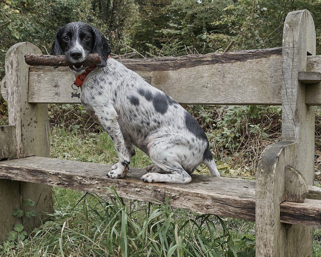 Обои собака, друг, скамья, dog, each, bench разрешение 3840x2160 Загрузить