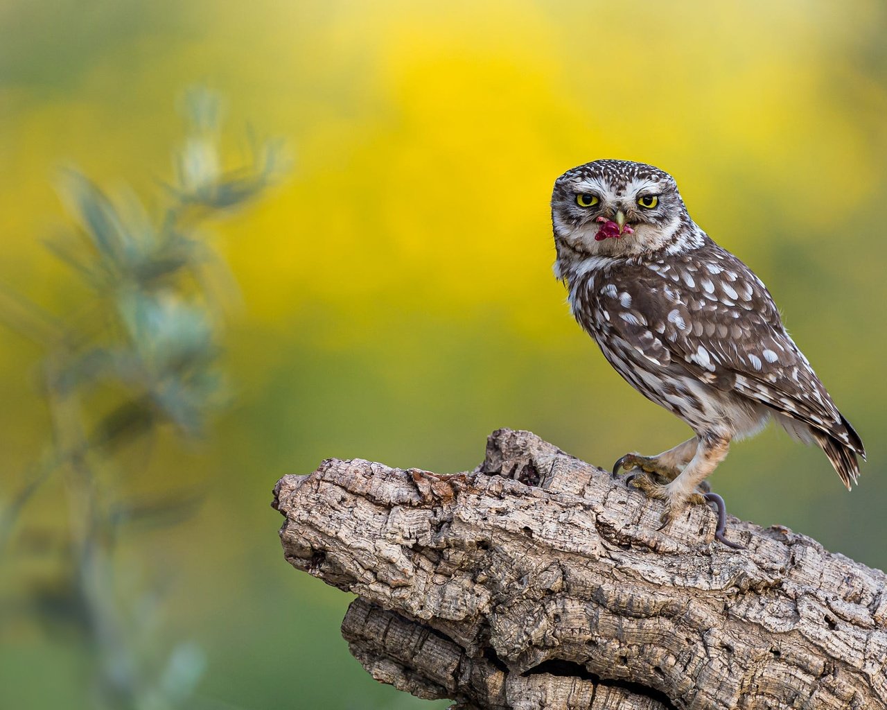 Обои сова, фон, птица, пень, добыча, сыч, owl, background, bird, stump, mining разрешение 2000x1334 Загрузить