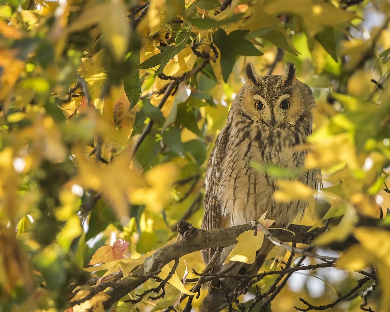 Обои сова, осень, птица, owl, autumn, bird разрешение 2048x1250 Загрузить