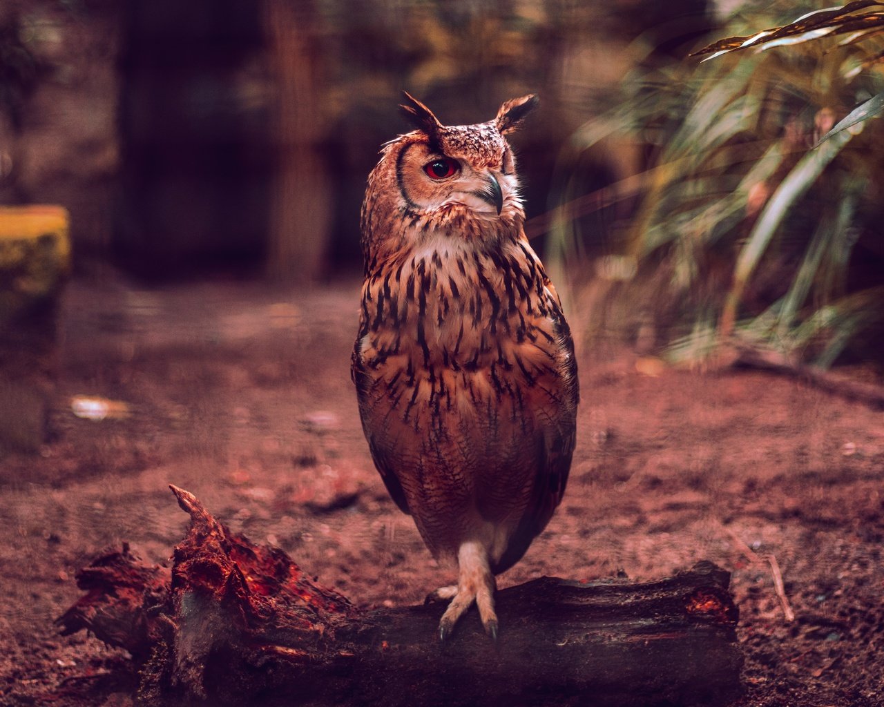 Обои сова, птица, темный фон, бревно, боке, филин, owl, bird, the dark background, log, bokeh разрешение 4255x2837 Загрузить