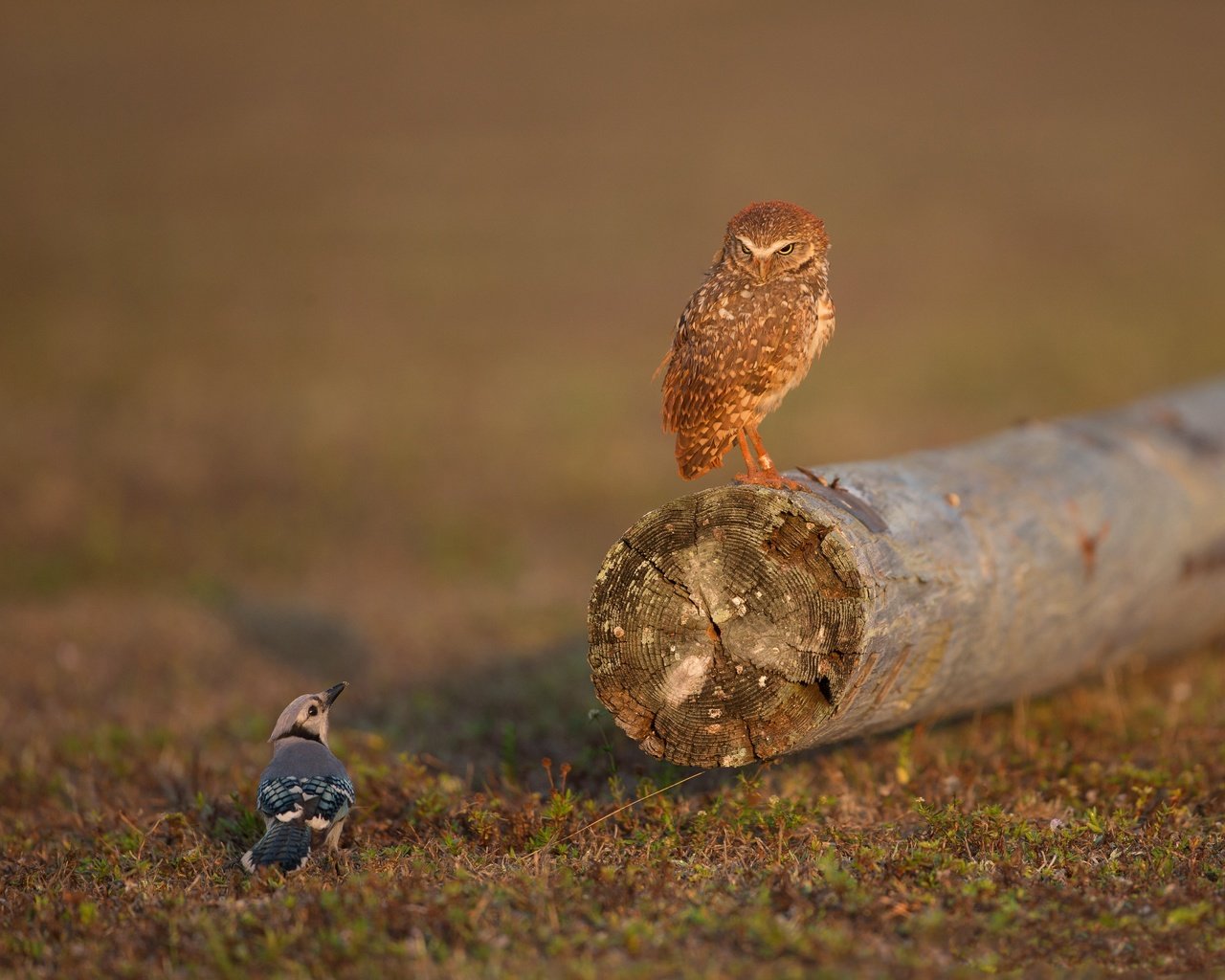 Обои сова, птицы, бревно, сыч, сойка, owl, birds, log, jay разрешение 4096x3186 Загрузить