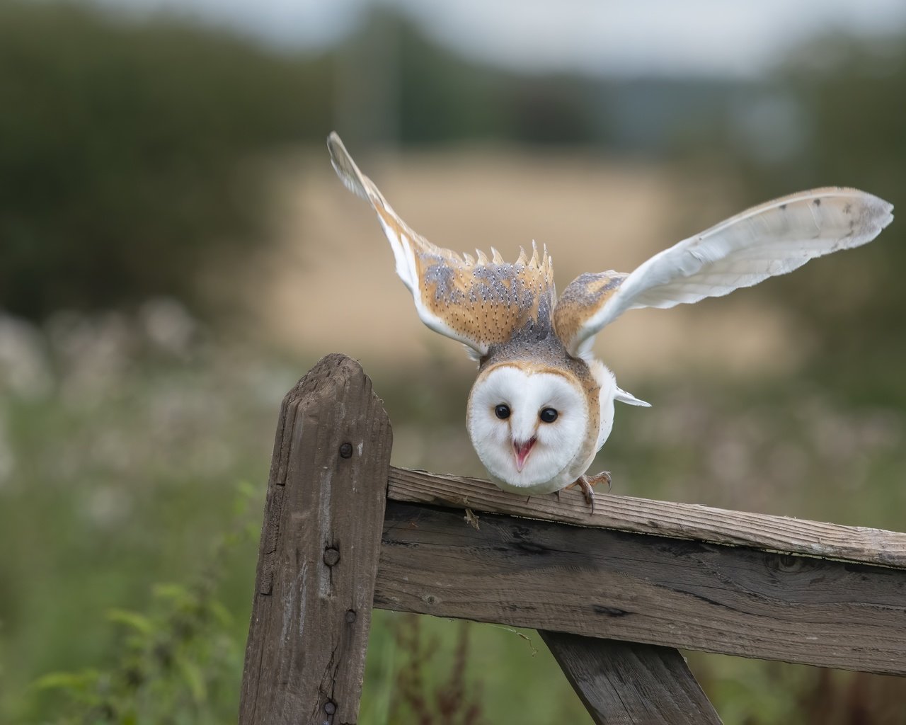 Обои сова, взгляд, забор, доски, птица, сипуха, взмах крыльев, owl, look, the fence, board, bird, the barn owl, flap разрешение 4950x3231 Загрузить