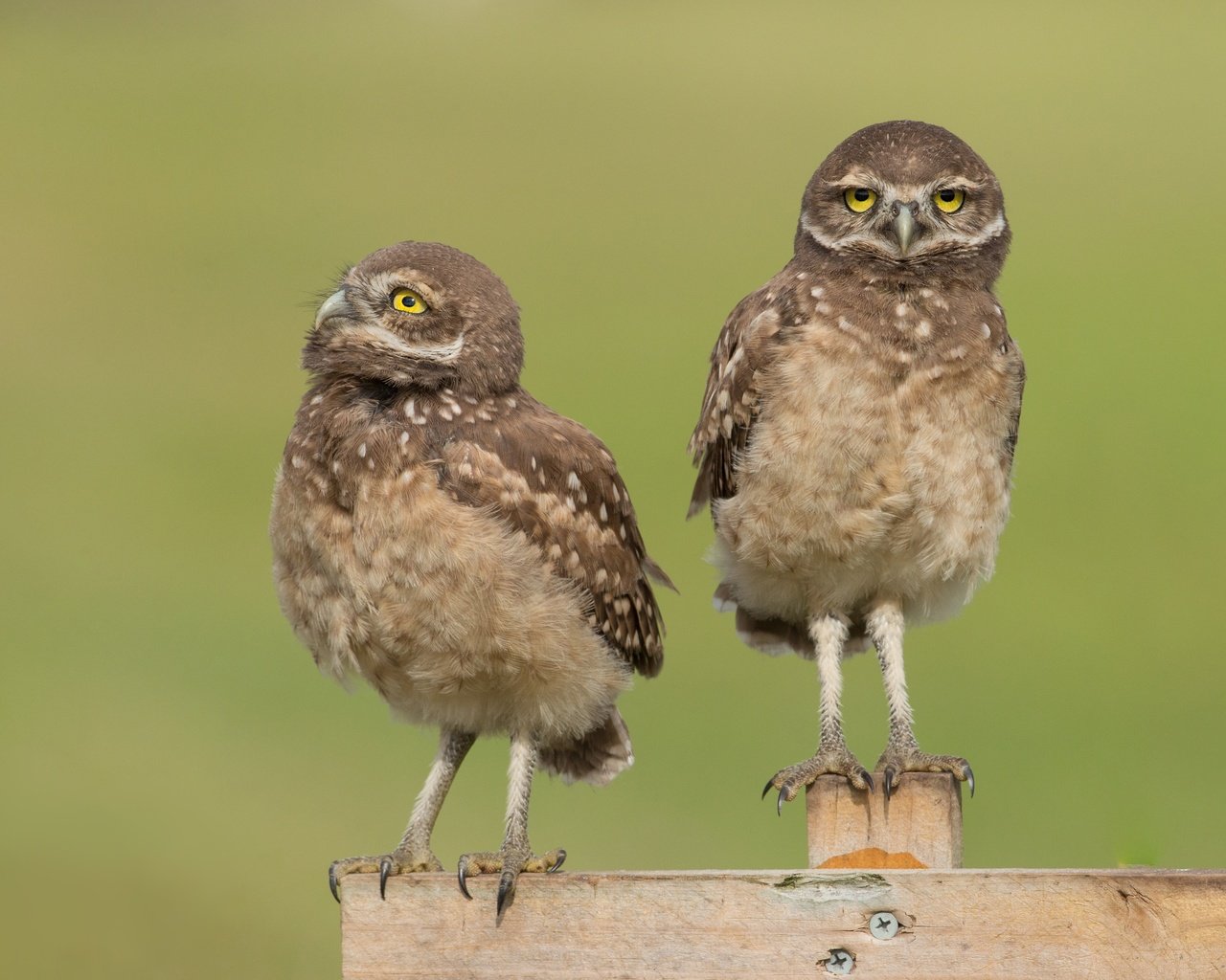 Обои сова, забор, доски, птицы, совы, сыч, сычи, owl, the fence, board, birds, owls разрешение 4053x2605 Загрузить