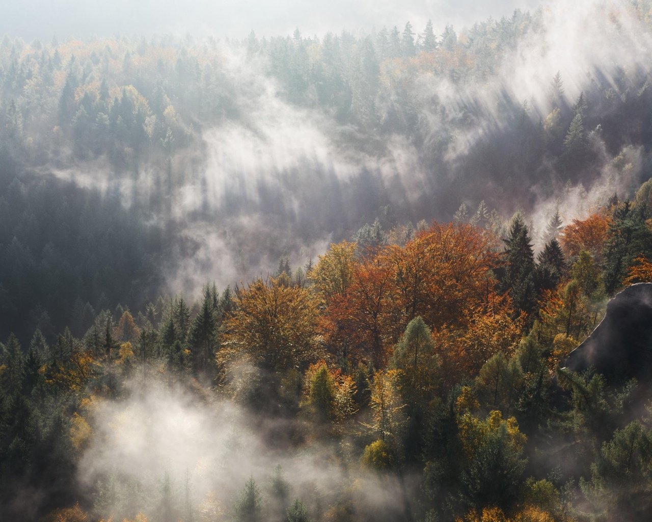 Обои свет, деревья, природа, лес, туман, осень, light, trees, nature, forest, fog, autumn разрешение 3840x2160 Загрузить