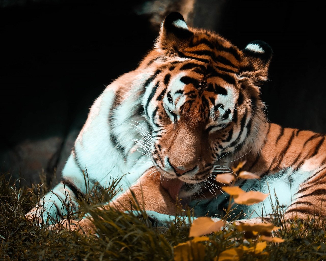 Обои тигр, поза, осень, темный фон, язык, tiger, pose, autumn, the dark background, language разрешение 2880x1839 Загрузить