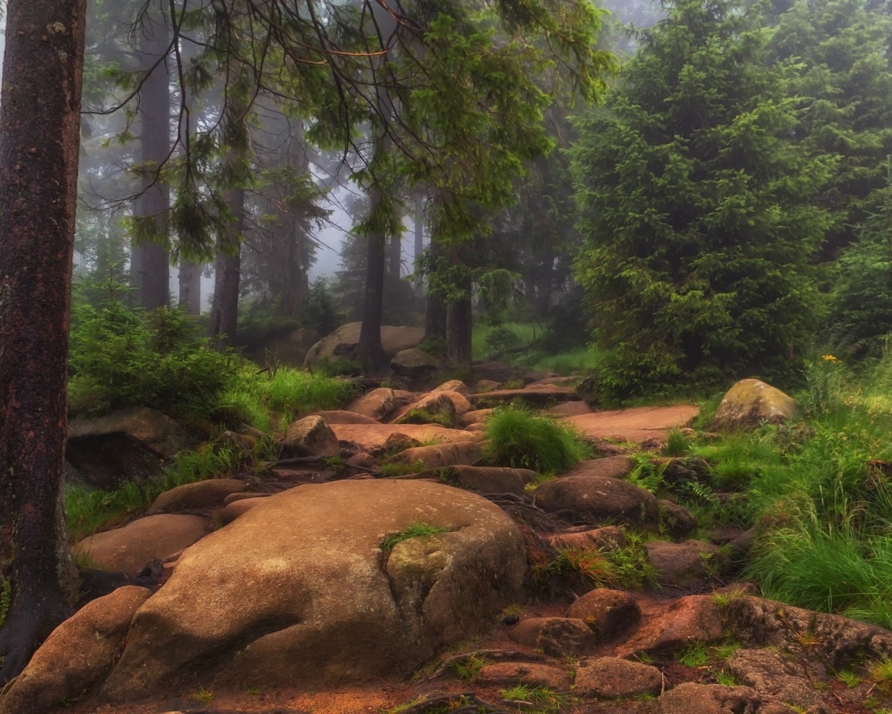 Обои трава, деревья, природа, камни, лес, туман, grass, trees, nature, stones, forest, fog разрешение 3000x1910 Загрузить