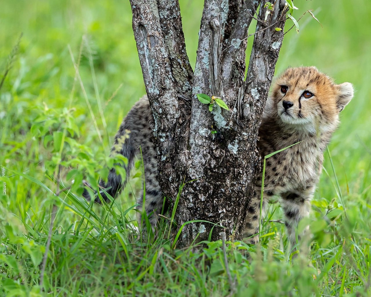 Обои трава, дерево, стволы, поляна, малыш, гепард, детеныш, grass, tree, trunks, glade, baby, cheetah, cub разрешение 2000x1334 Загрузить