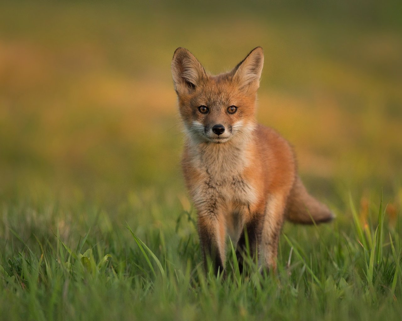 Обои трава, поляна, лиса, прогулка, лисенок, grass, glade, fox, walk разрешение 3906x2528 Загрузить