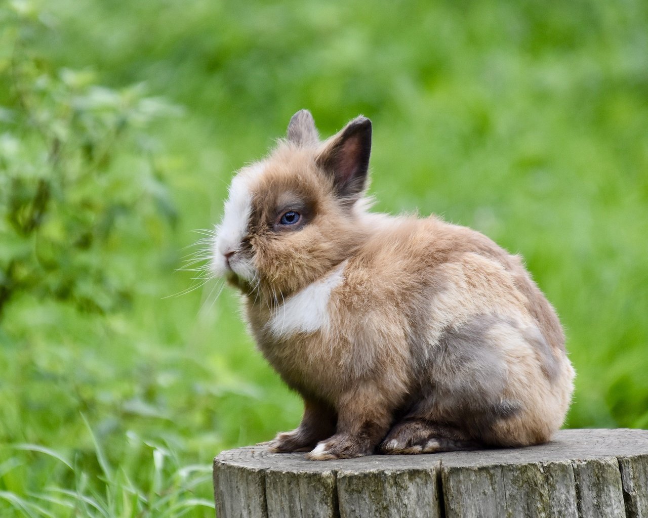 Обои трава, природа, кролик, пень, заяц, пятнистый, grass, nature, rabbit, stump, hare, spotted разрешение 2560x1706 Загрузить