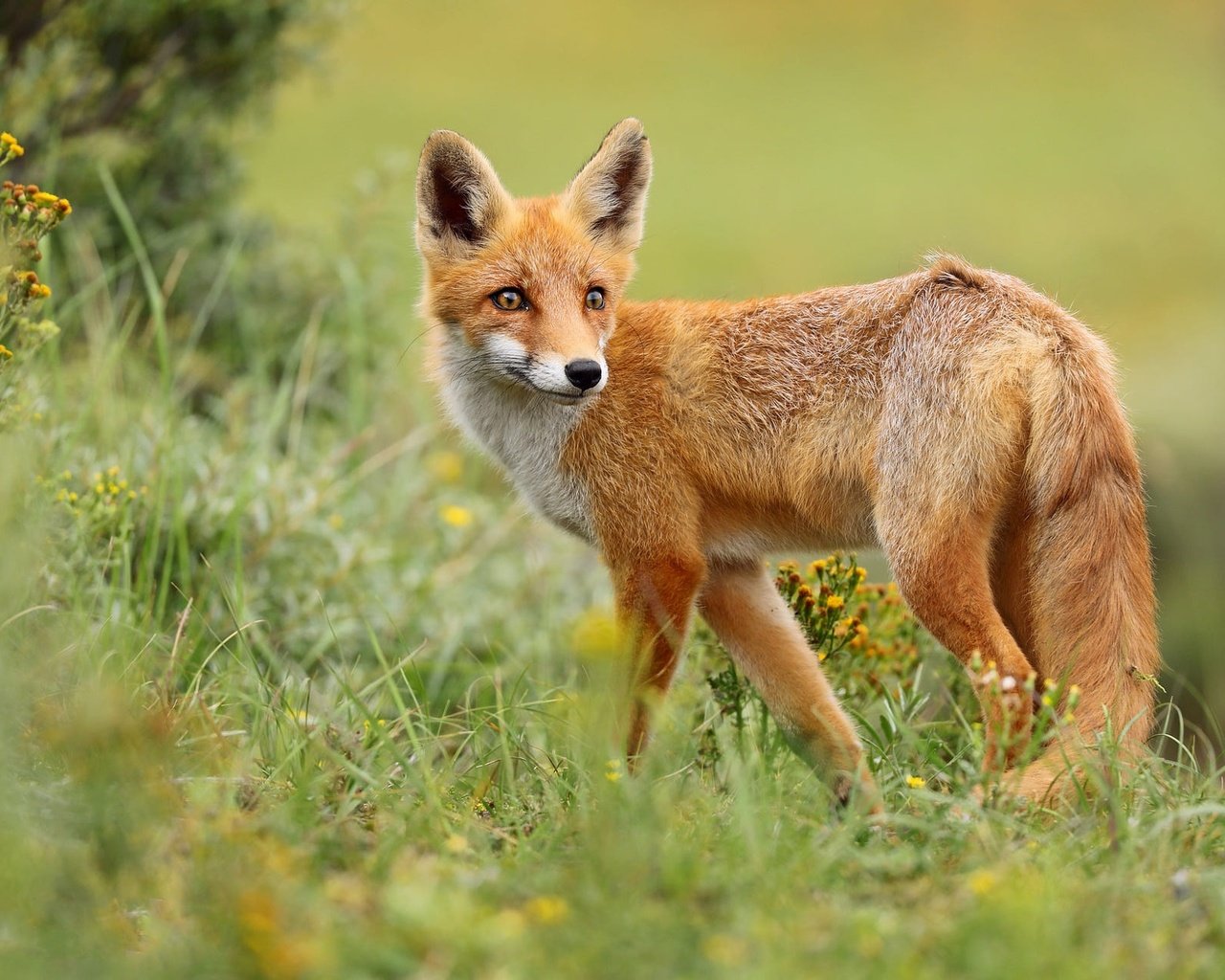 Обои трава, природа, поза, взгляд, лиса, grass, nature, pose, look, fox разрешение 2000x1286 Загрузить