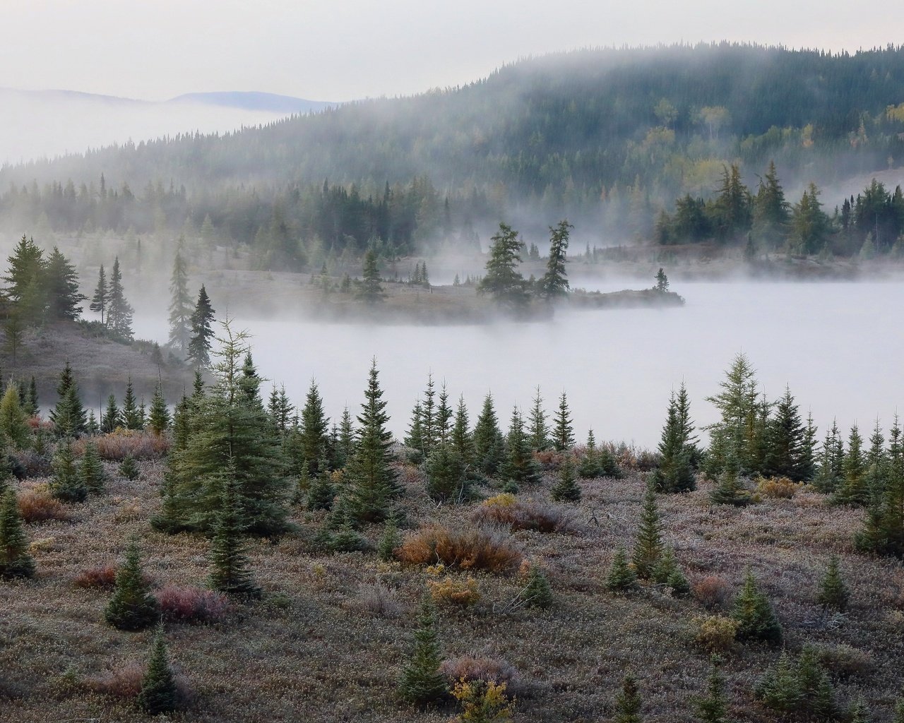 Обои туман, осень, елки, fog, autumn, tree разрешение 3070x1864 Загрузить