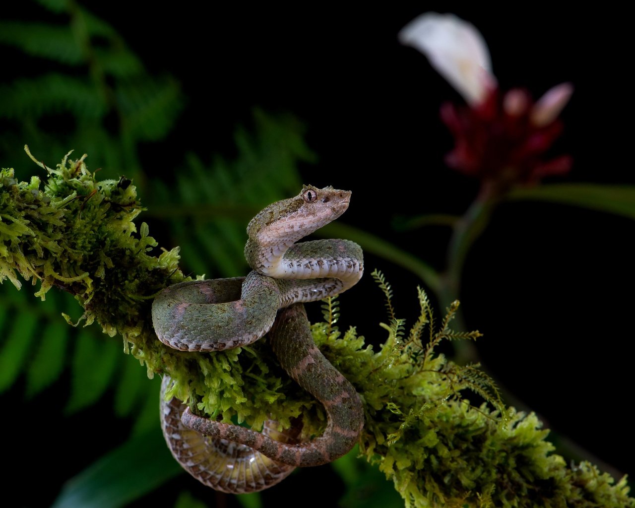 Обои ветка, цветок, змея, мох, черный фон, серая, branch, flower, snake, moss, black background, grey разрешение 3840x2556 Загрузить