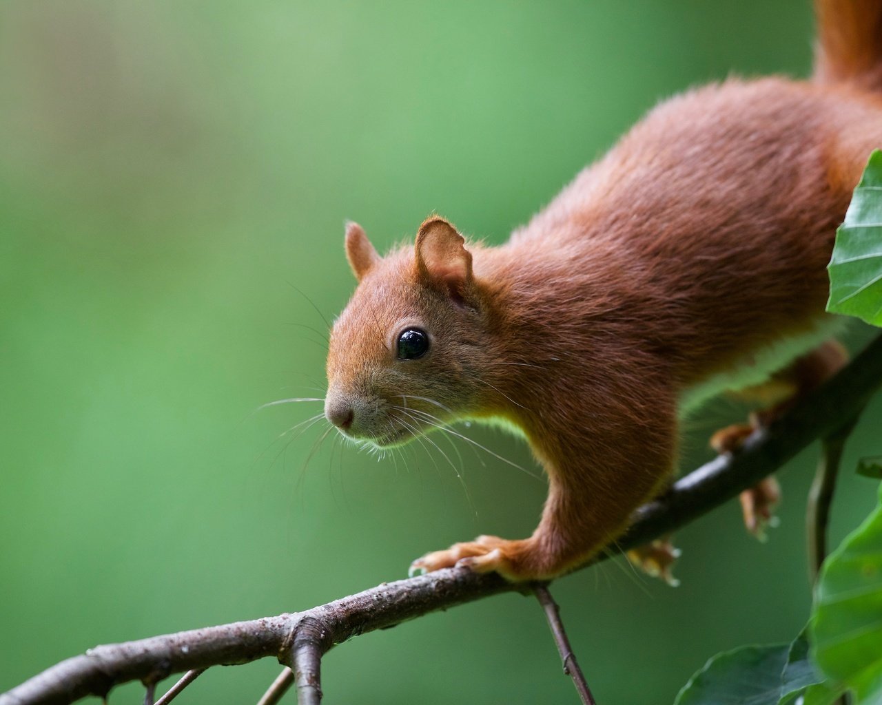 Обои ветка, листья, фон, рыжая, белка, бельчонок, branch, leaves, background, red, protein, squirrel разрешение 4500x3000 Загрузить