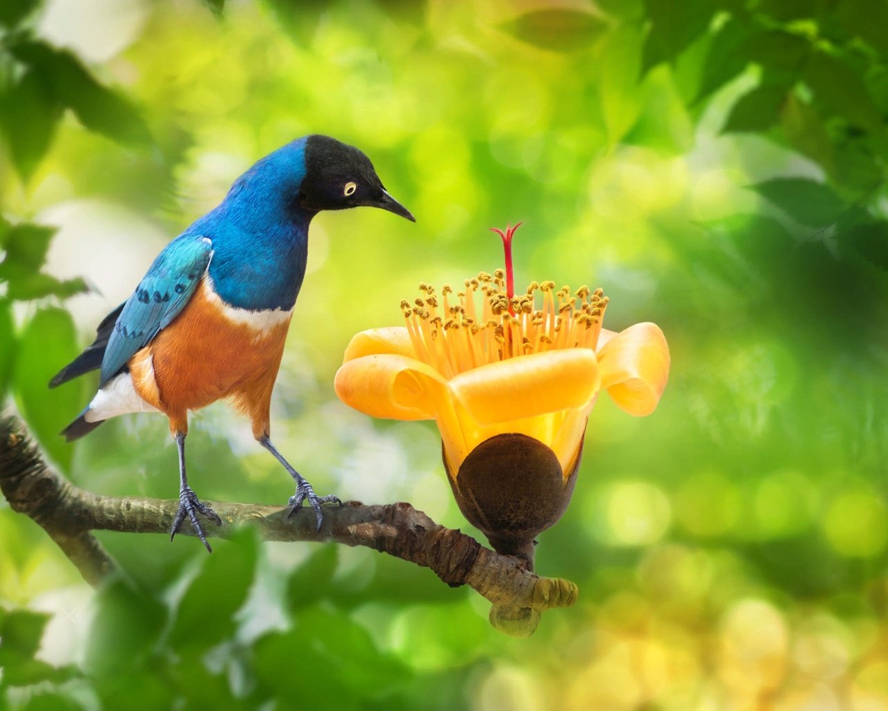 Обои ветка, fuyi chen, природа, дерево, цветок, листва, птица, тайвань, боке, branch, nature, tree, flower, foliage, bird, taiwan, bokeh разрешение 2000x1333 Загрузить