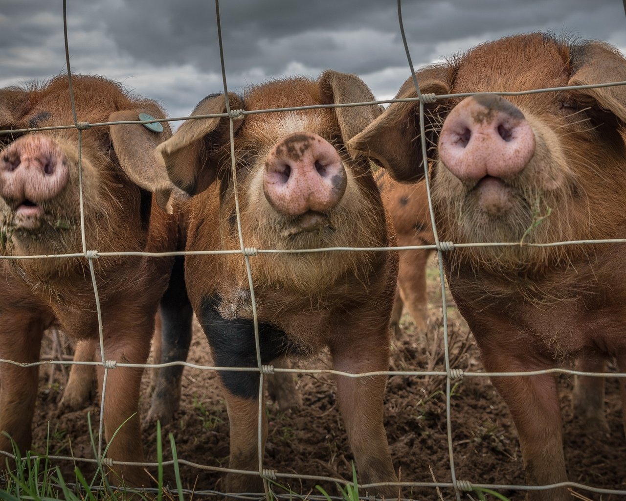 Обои забор, свинья, the fence, pig разрешение 3840x2160 Загрузить