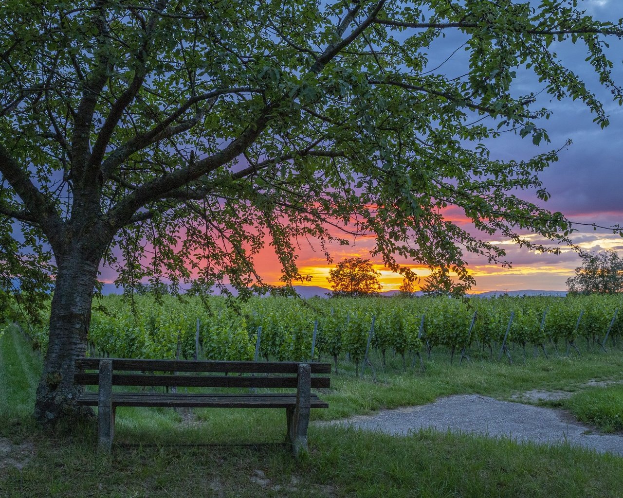 Обои закат, скамья, виноградник, sunset, bench, vineyard разрешение 3840x2160 Загрузить