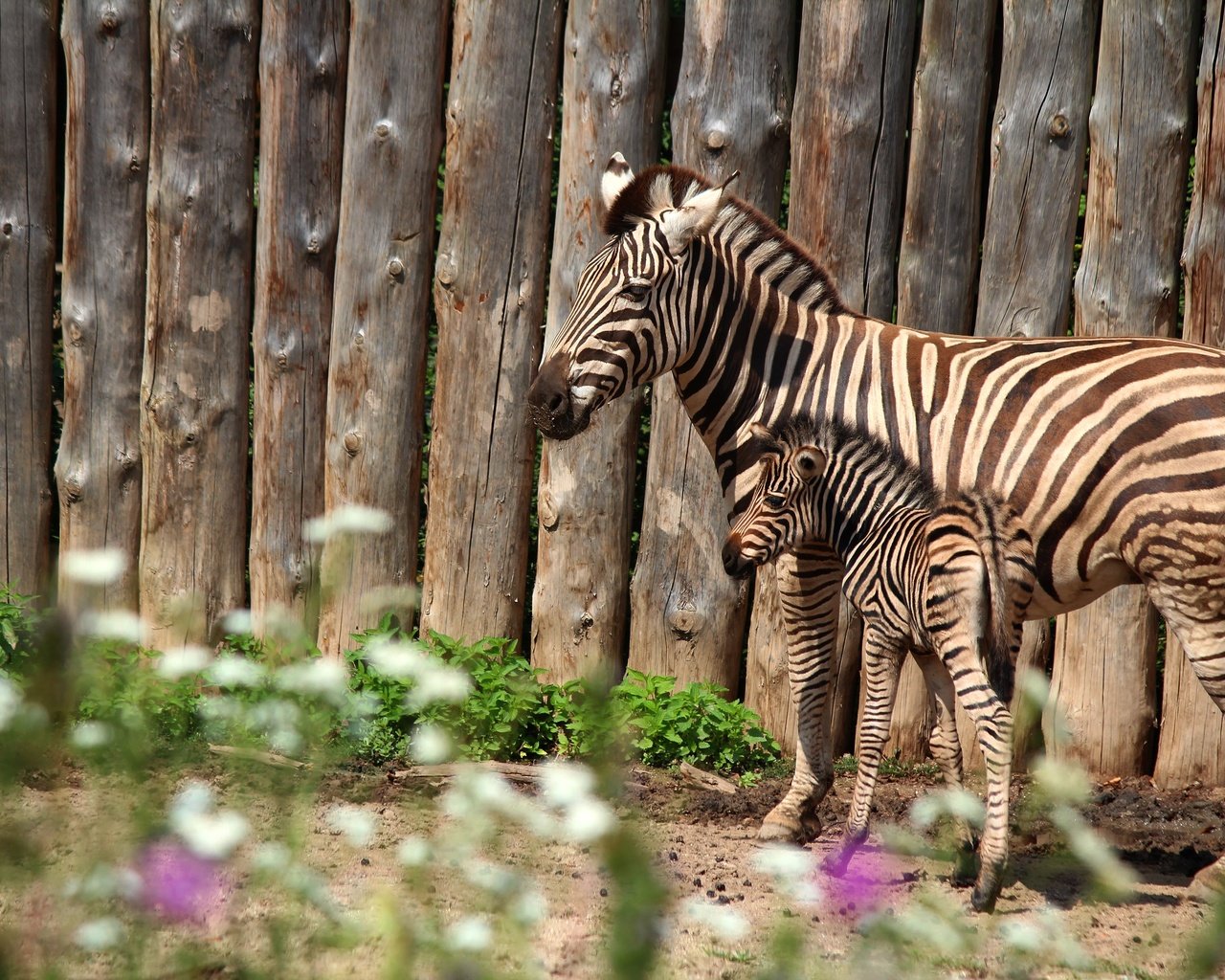 Обои зебра, забор, пара, мама, детеныш, зебры, жеребенок, zebra, the fence, pair, mom, cub, foal разрешение 3840x2560 Загрузить