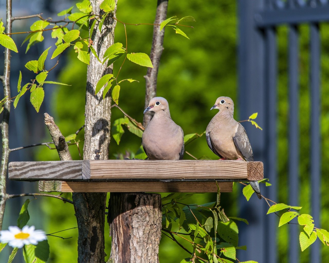 Обои зелень, ветки, листва, забор, птицы, голубь, голуби, greens, branches, foliage, the fence, birds, dove, pigeons разрешение 3840x2563 Загрузить