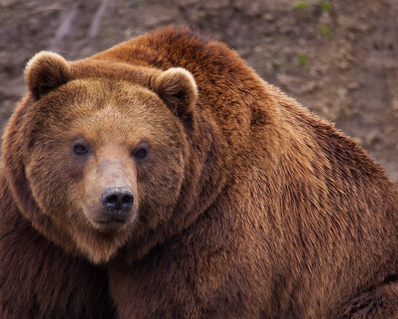 Обои животные, медведь, бурый медведь, animals, bear, brown bear разрешение 2560x1440 Загрузить