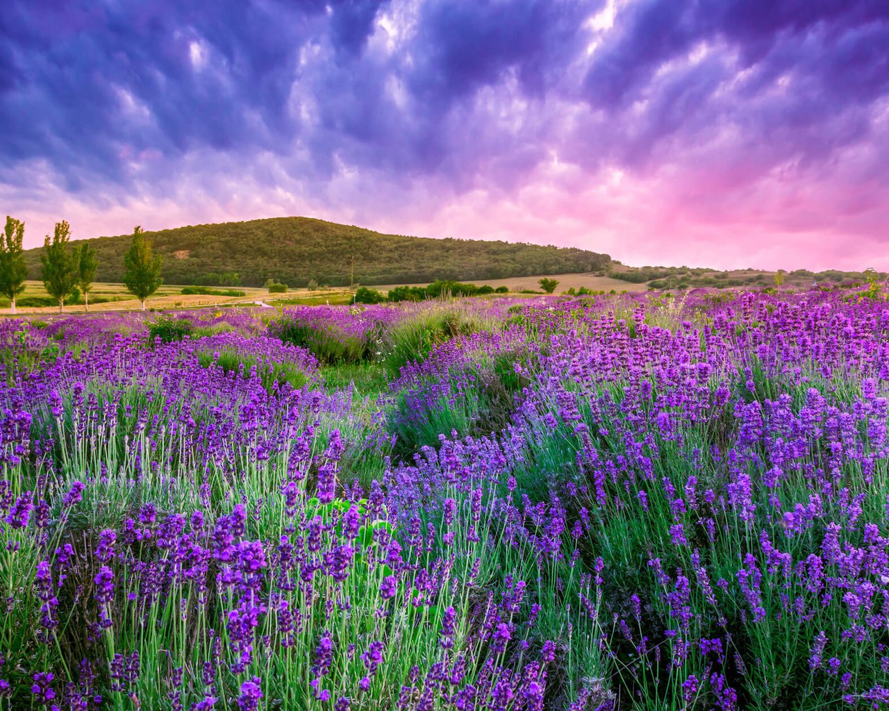 Обои цветы, восход, пейзаж, поле, лаванда, венгрия, flowers, sunrise, landscape, field, lavender, hungary разрешение 2560x1600 Загрузить