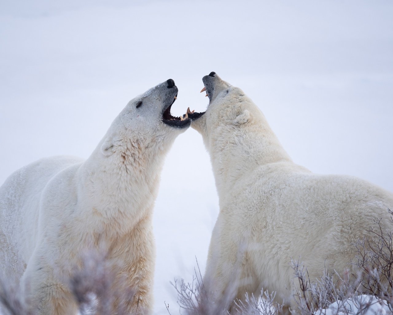 Обои белые медведи, полярные медведи, два медведя, polar bears, two bears разрешение 2048x1367 Загрузить