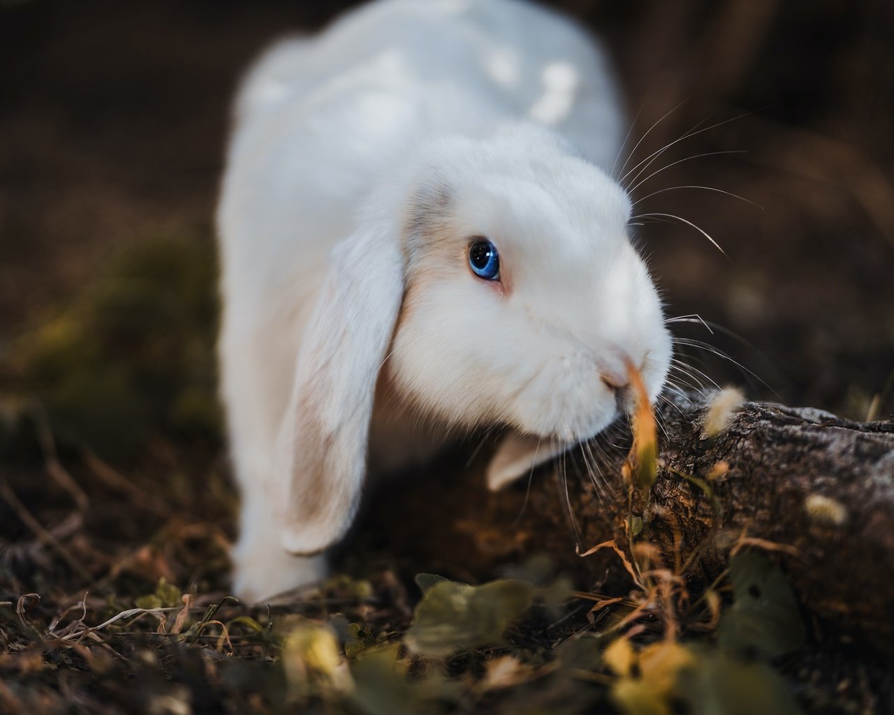 Обои белый, темный фон, кролик, заяц, вислоухий, white, the dark background, rabbit, hare, fold разрешение 2880x1955 Загрузить