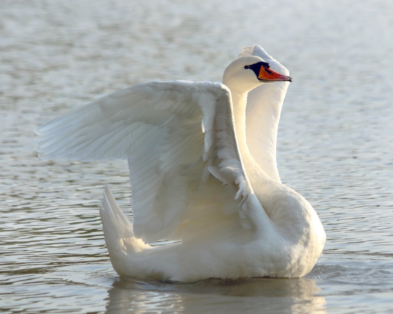 Обои белый, водоем, птица, лебедь, white, pond, bird, swan разрешение 3840x2560 Загрузить