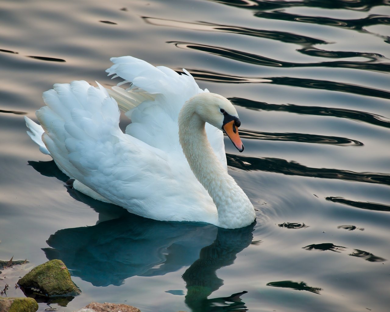 Обои белый, водоем, птица, лебедь, white, pond, bird, swan разрешение 3000x2000 Загрузить