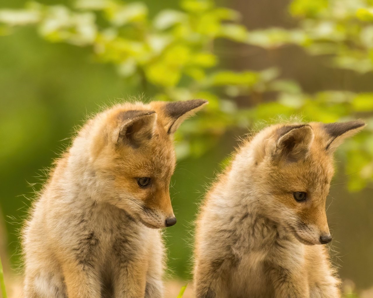 Обои боке, рыжие, детеныши, лисята, лисы, bokeh, red, cubs, fox разрешение 1920x1280 Загрузить