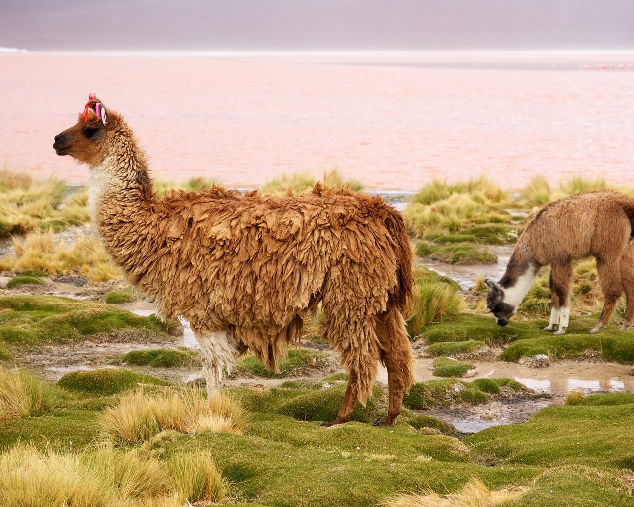 Обои чили, лама, млекопитающее, chile, lama, mammal разрешение 2048x1365 Загрузить