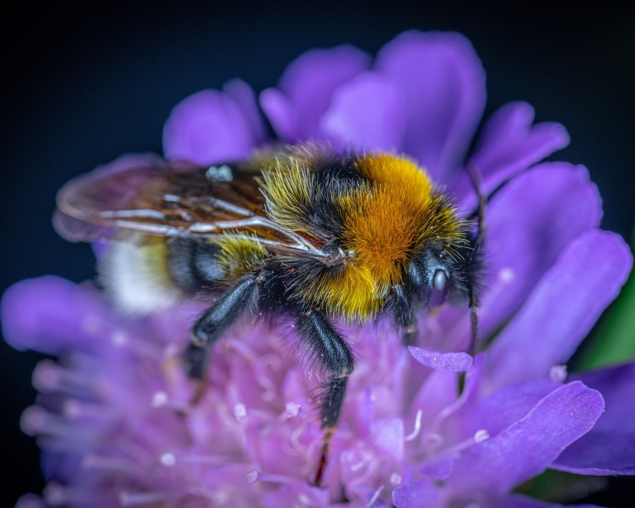 Обои цветок, темный фон, шмель, flower, the dark background, bumblebee разрешение 7952x5304 Загрузить