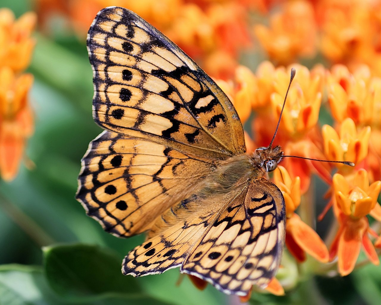 Обои цветы, бабочка, оранжевые, боке, flowers, butterfly, orange, bokeh разрешение 2880x1620 Загрузить