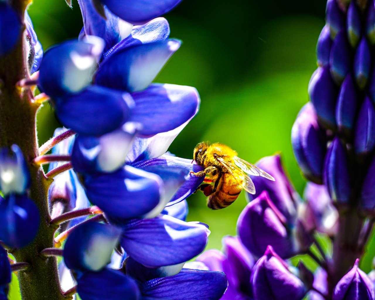 Обои цветы, бутоны, насекомое, лепестки, крылья, пчела, люпины, flowers, buds, insect, petals, wings, bee, lupins разрешение 6000x3376 Загрузить