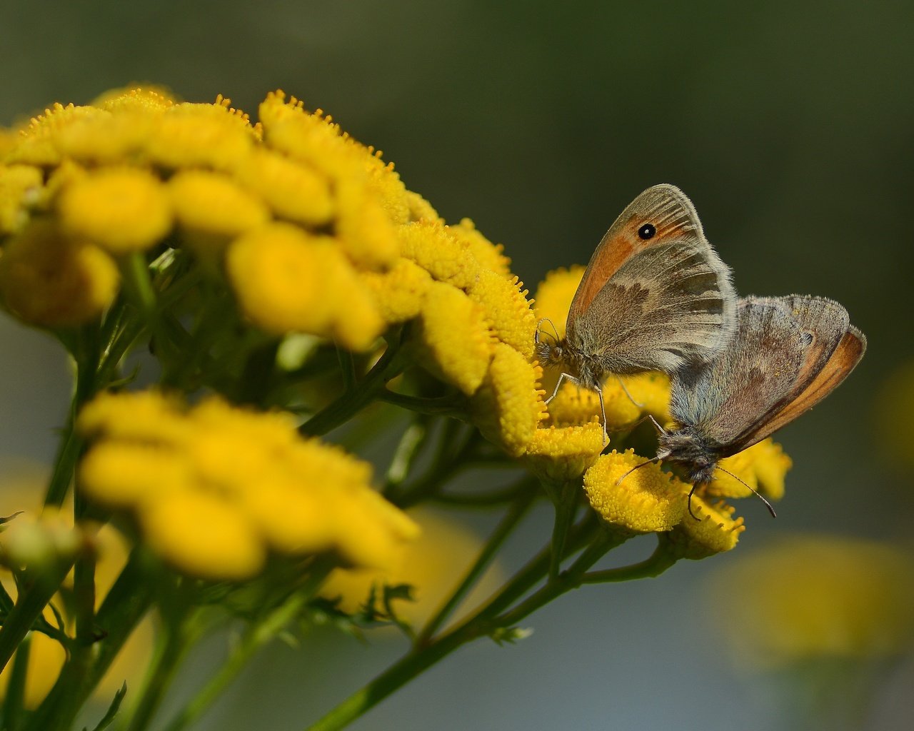 Обои цветы, природа, лето, бабочки, flowers, nature, summer, butterfly разрешение 4353x2902 Загрузить