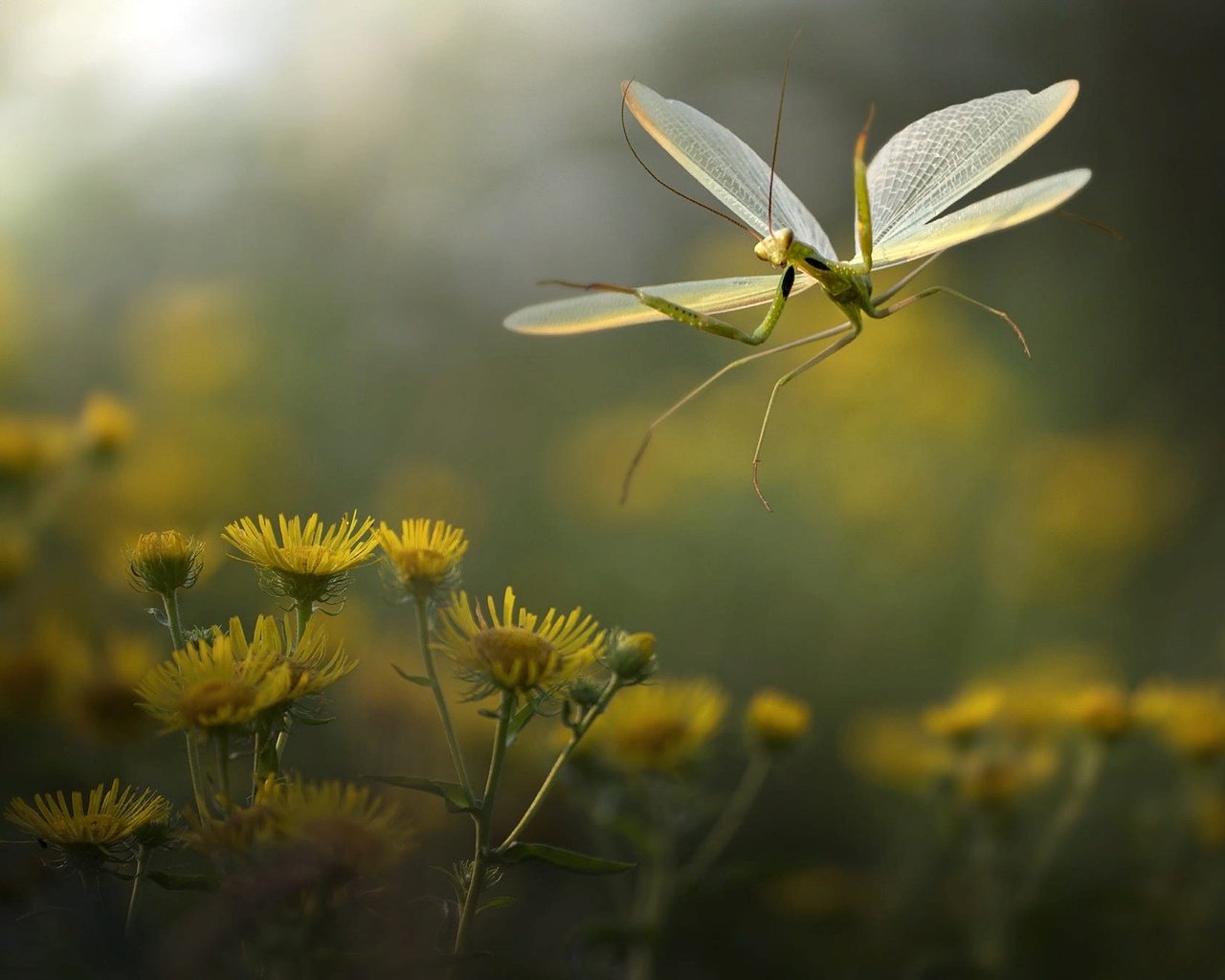 Обои цветы, природа, макро, насекомое, богомол, roberto aldrovandi, flowers, nature, macro, insect, mantis разрешение 2000x1334 Загрузить